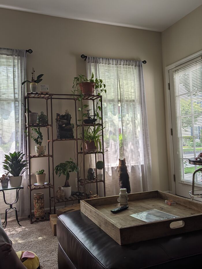 Love My Kitty And Plants 🪴🪴🐱🪴