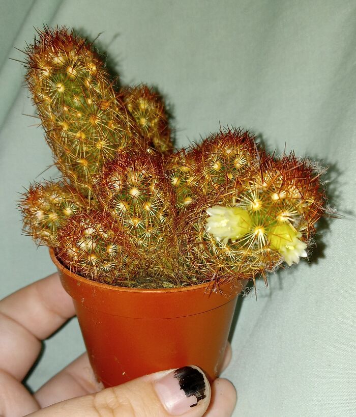 This Is From About A Month Ago When My Baby Cactus Had Flowers
