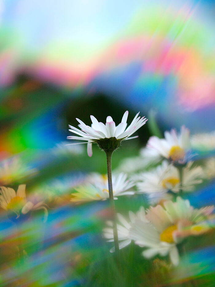 I Create Rainbow-Infused Photography Without The Use Of Photoshop (15 Pics)