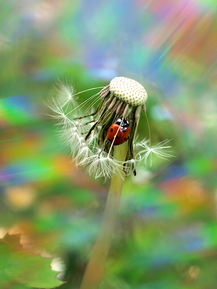 I Create Rainbow-Infused Photography Without The Use Of Photoshop (15 Pics)