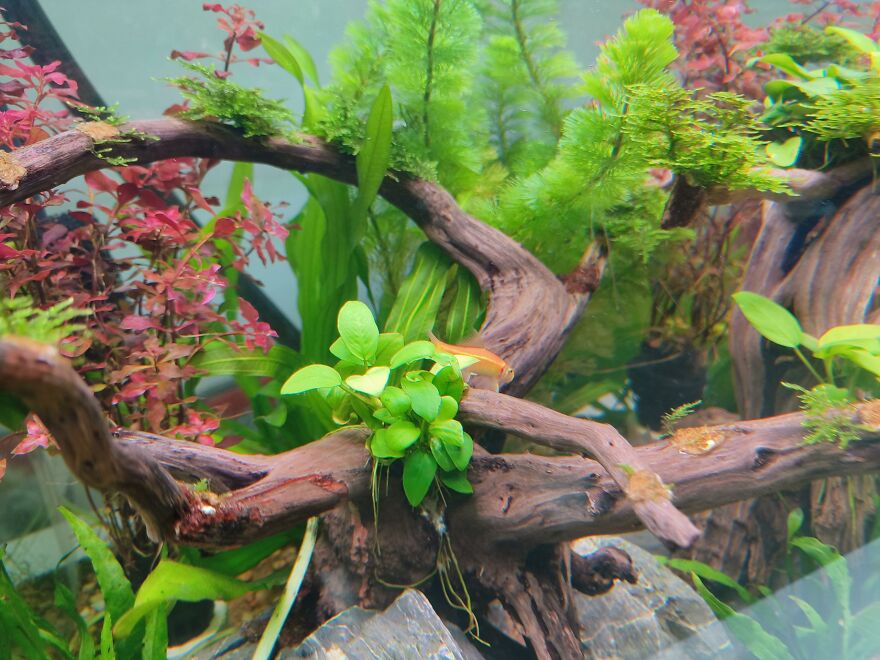 Tips For Setting Up A Mini Aquascaping Tips For Setting Up A Mini Aquascaping