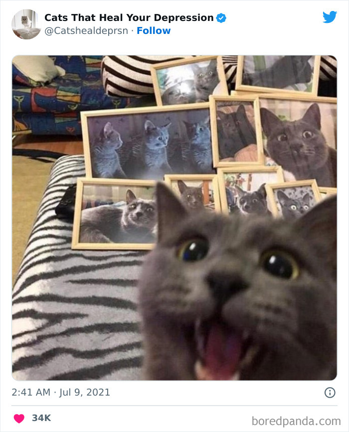 Heart-Warming-Cat-Pics