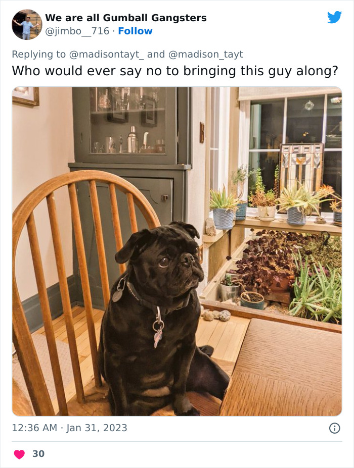 “I’m Sorry, But Unless It’s A Trained Service Dog, Your Dog Simply Does Not Need To Come With You On All Your Errands”: Woman’s Thread About Dogs Goes Viral On Twitter “I’m Sorry, But Unless It’s A Trained Service Dog, Your Dog Simply Does Not Need To Come With You On All Your Errands”: Woman’s Thread About Dogs Goes Viral On Twitter