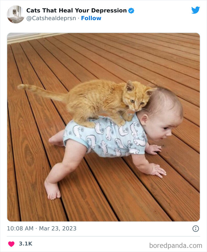 Heart-Warming-Cat-Pics