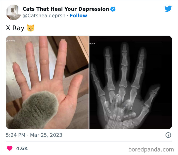 Heart-Warming-Cat-Pics