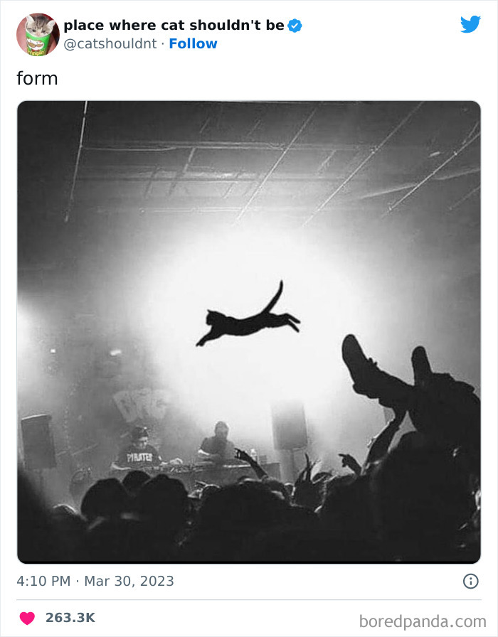 Cats-Where-Shouldnt-Be-Pictures