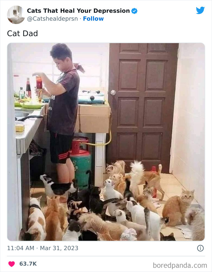 Heart-Warming-Cat-Pics