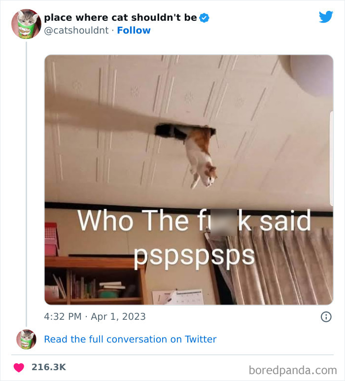 Cats-Where-Shouldnt-Be-Pictures