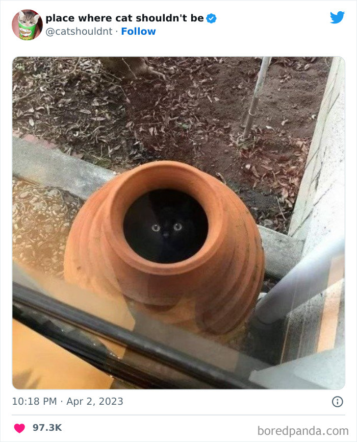 Cats-Where-Shouldnt-Be-Pictures