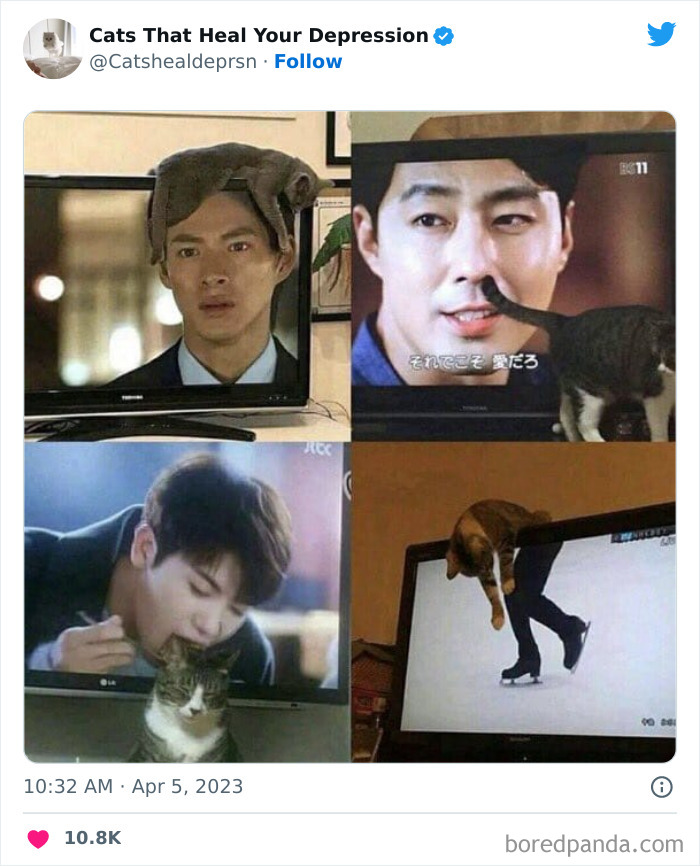 Heart-Warming-Cat-Pics