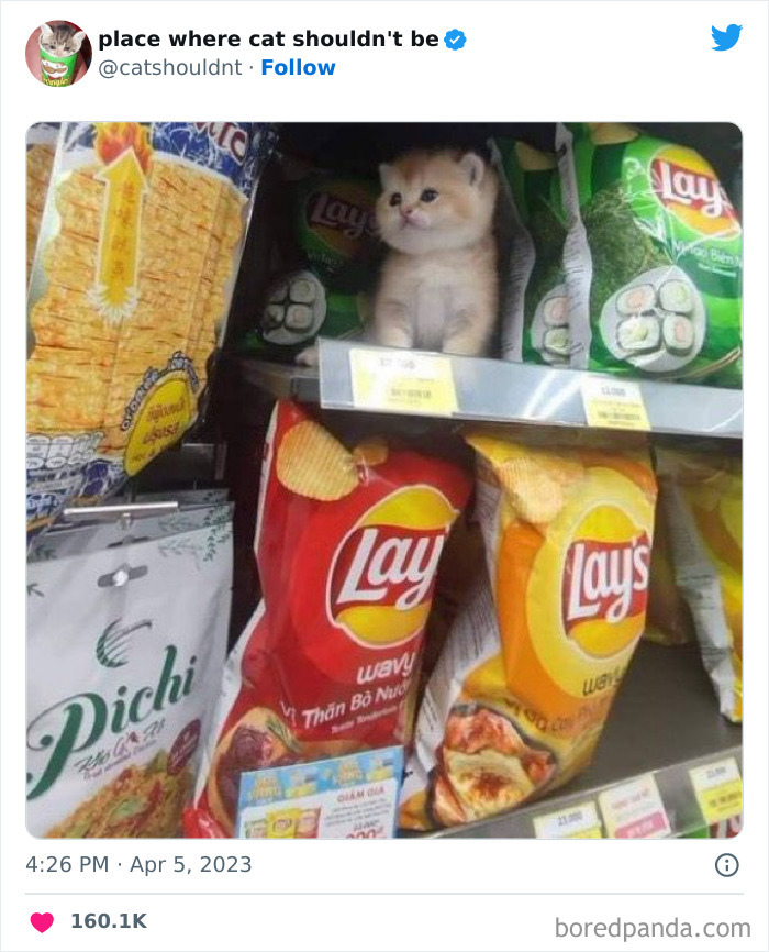 Cats-Where-Shouldnt-Be-Pictures