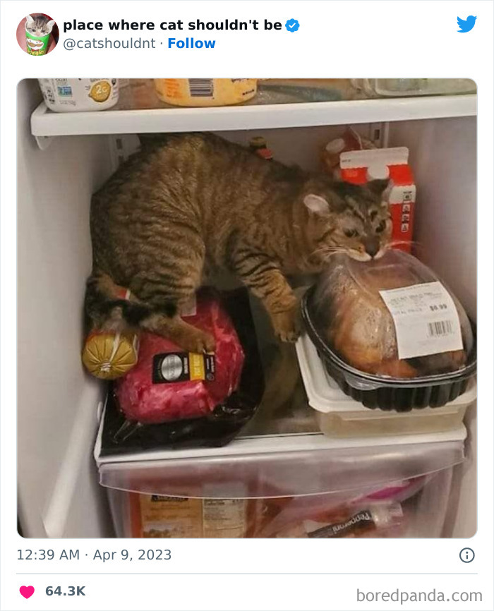 50 Hilarious Photos Of Cats Getting Into Places Where They Probably Shouldn’t Be (New Pics)
