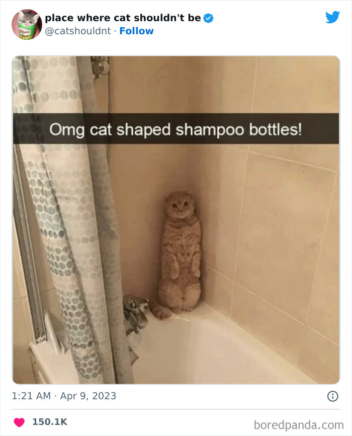 Cats-Where-Shouldnt-Be-Pictures