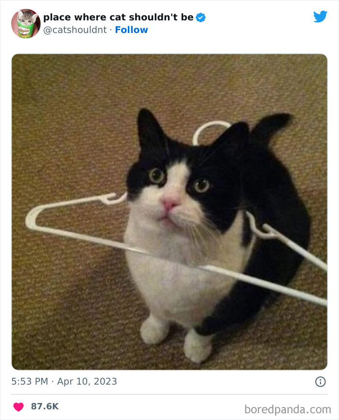 Cats-Where-Shouldnt-Be-Pictures