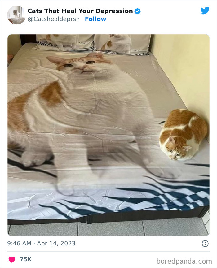 Heart-Warming-Cat-Pics