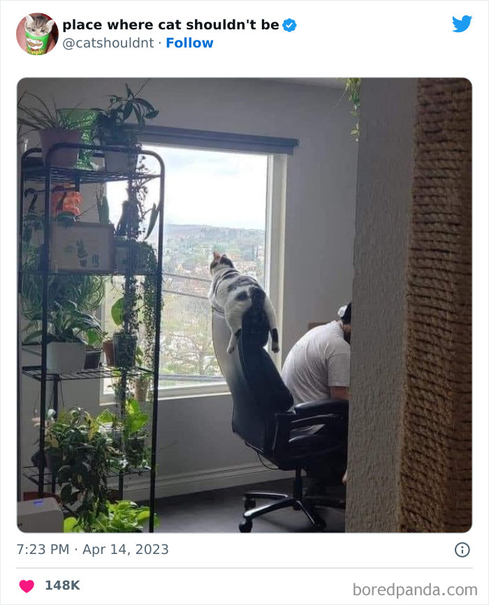 Cats-Where-Shouldnt-Be-Pictures