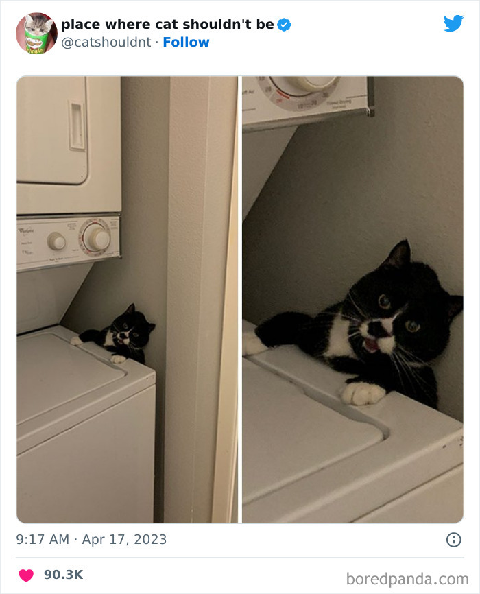 Cats-Where-Shouldnt-Be-Pictures