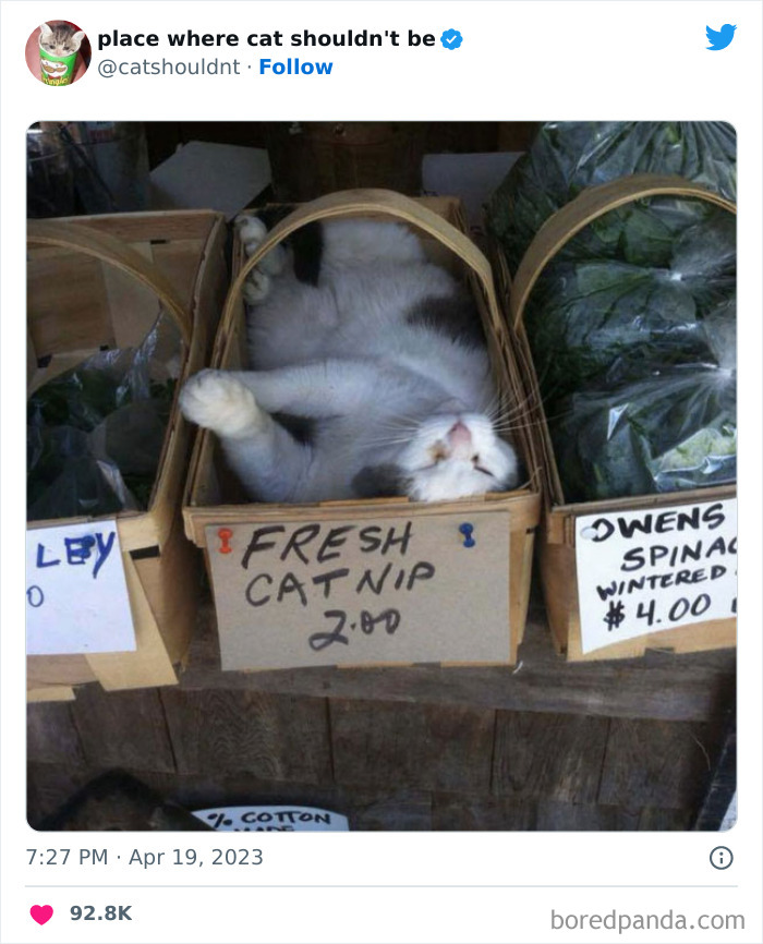 Cats-Where-Shouldnt-Be-Pictures