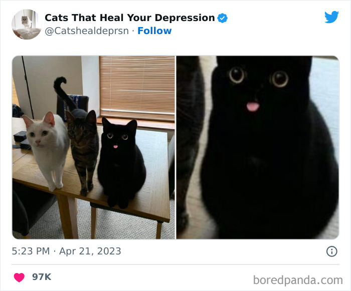 Heart-Warming-Cat-Pics