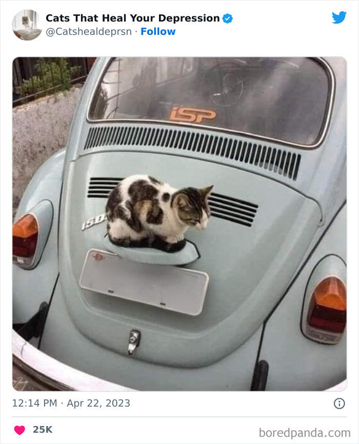 Heart-Warming-Cat-Pics