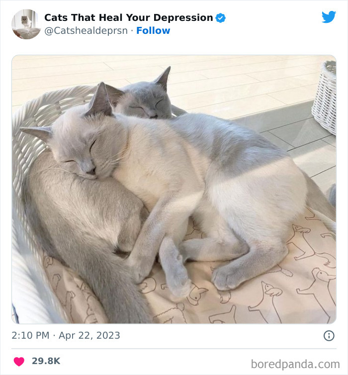 Heart-Warming-Cat-Pics