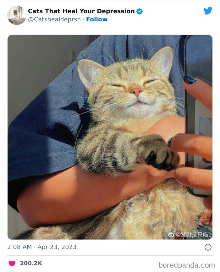 Heart-Warming-Cat-Pics