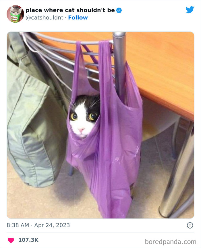 Cats-Where-Shouldnt-Be-Pictures