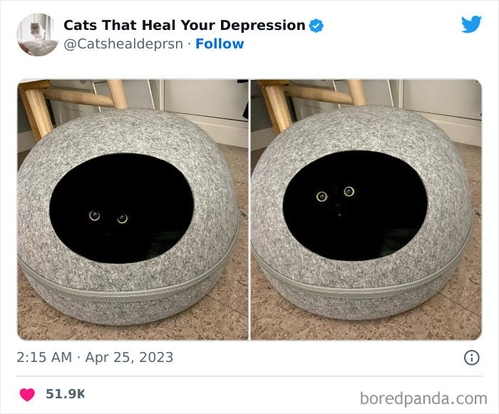 "Cats That Heal Your Depression": 50 Pics Of Adorable Felines Who Don't Even Know What Power They Hold