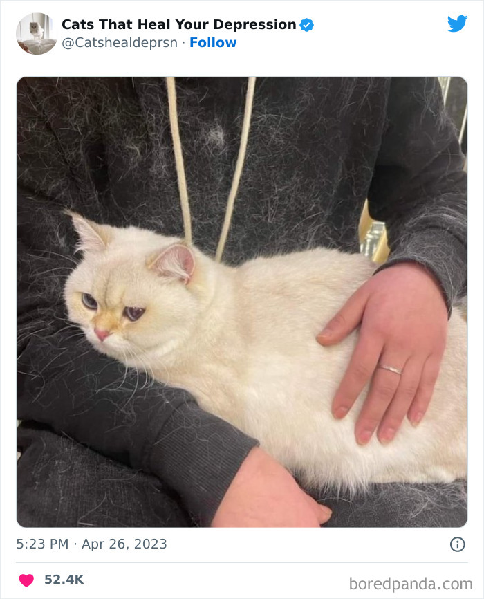 Heart-Warming-Cat-Pics