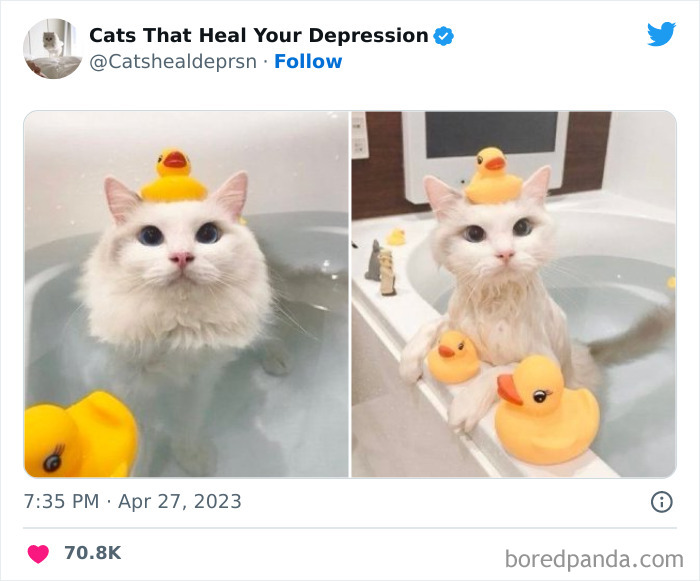 "Cats That Heal Your Depression": 50 Pics Of Adorable Felines Who Don't Even Know What Power They Hold