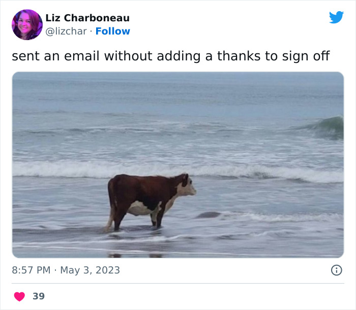 Cow standing in ocean as humorous take on email culture lacking formal sign-off.