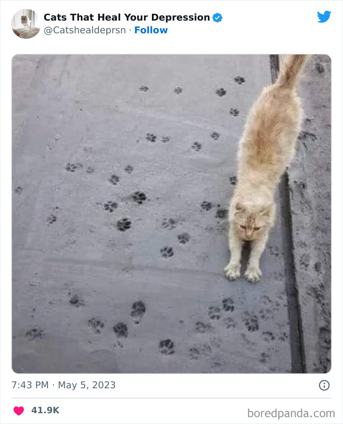 Heart-Warming-Cat-Pics