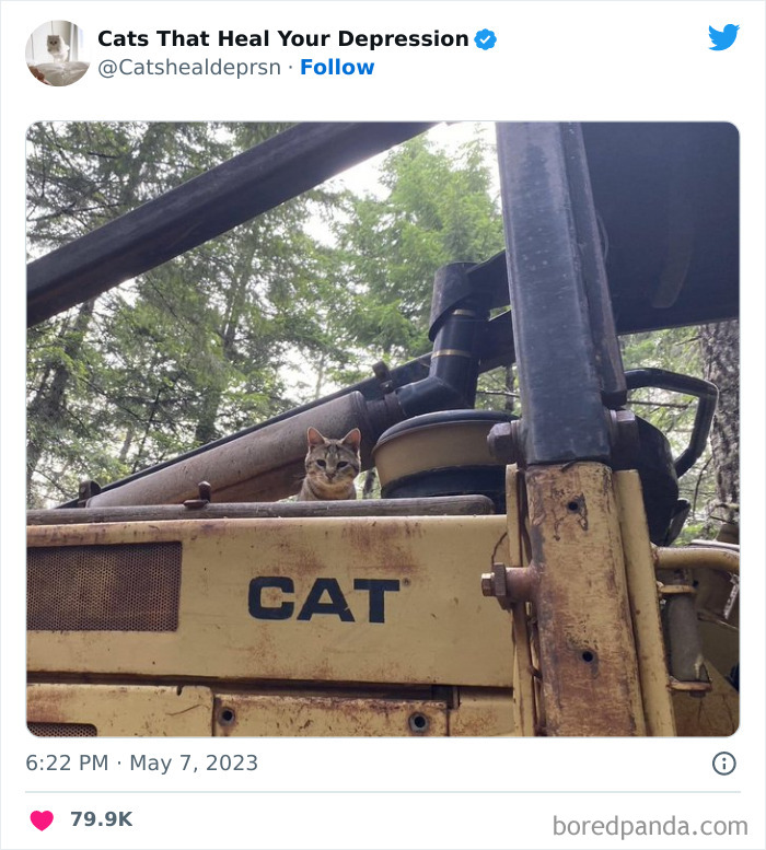 Heart-Warming-Cat-Pics