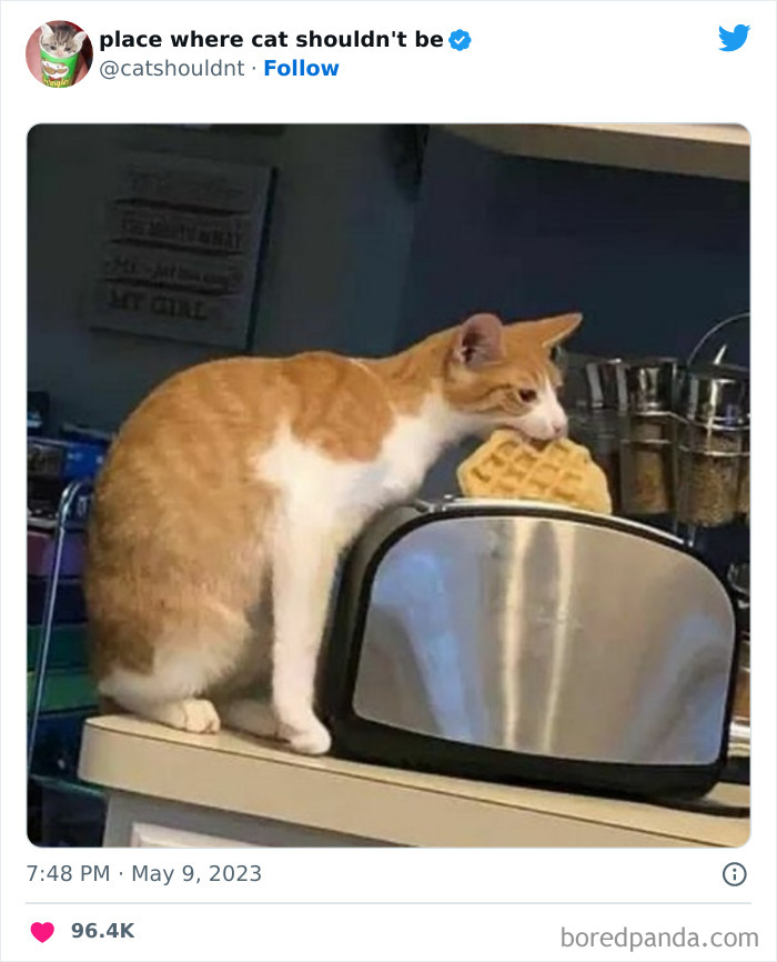 Cats-Where-Shouldnt-Be-Pictures