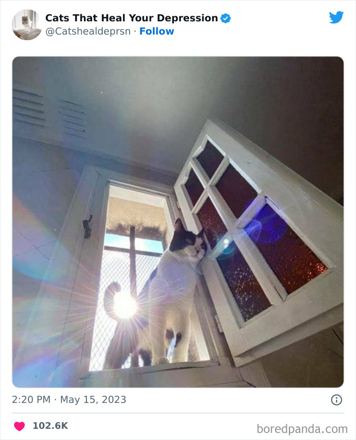 Heart-Warming-Cat-Pics