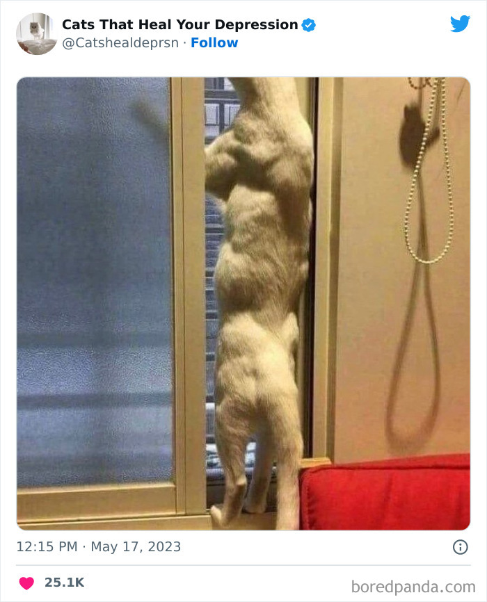 Heart-Warming-Cat-Pics