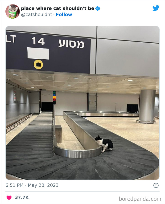 Cats-Where-Shouldnt-Be-Pictures