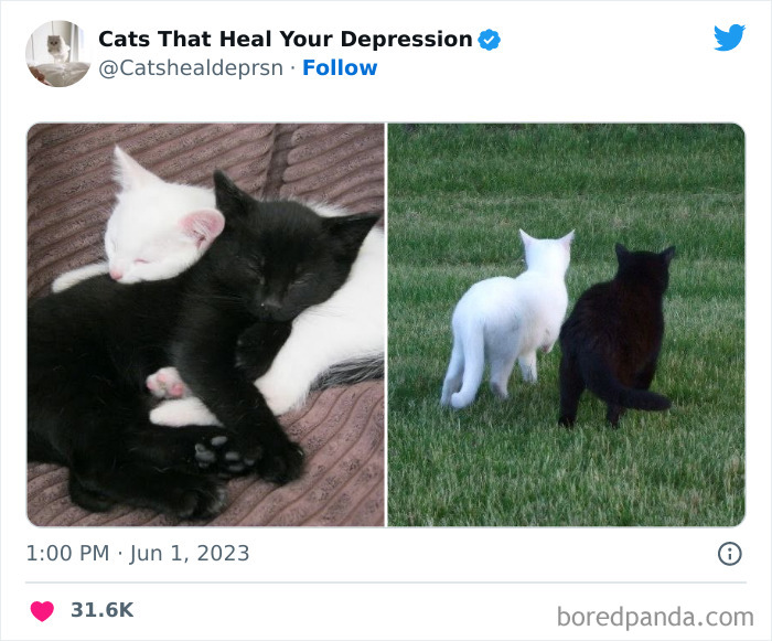 Heart-Warming-Cat-Pics