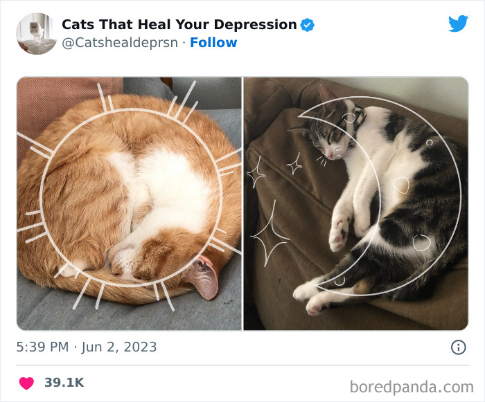 Heart-Warming-Cat-Pics