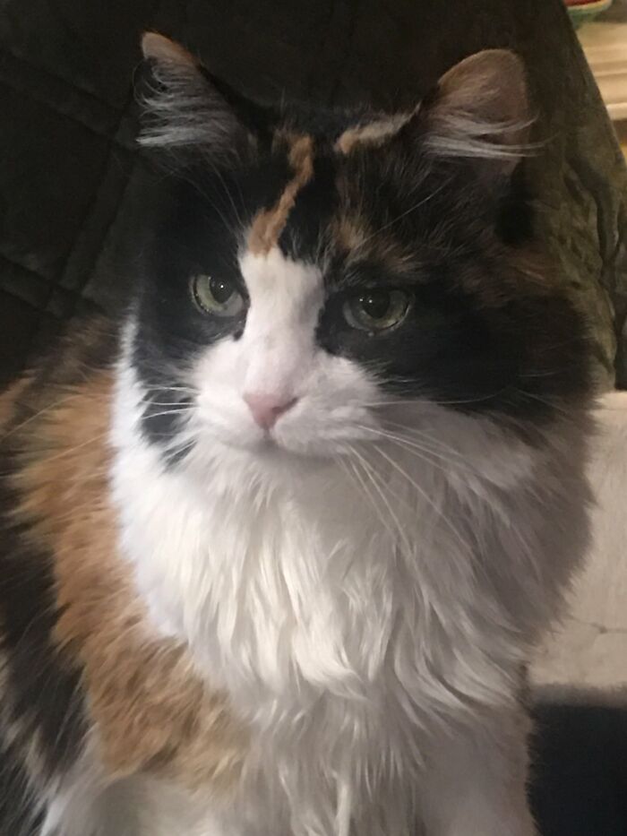 This Is Gloria. She Came From A Kill Shelter 18 Years Ago. Yes, She Knew She Was Beautiful. She Went Over The Rainbow Bridge A Few Months Ago. Still The Best Cat Ever