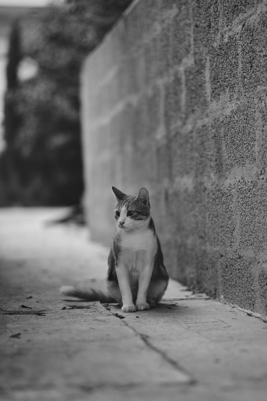I Took Photos Of Stray Cats In Limassol, Cyprus (17 Pics)