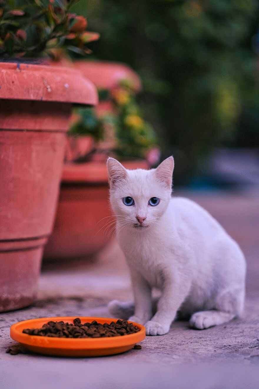 I Took Photos Of Stray Cats In Limassol, Cyprus (17 Pics)