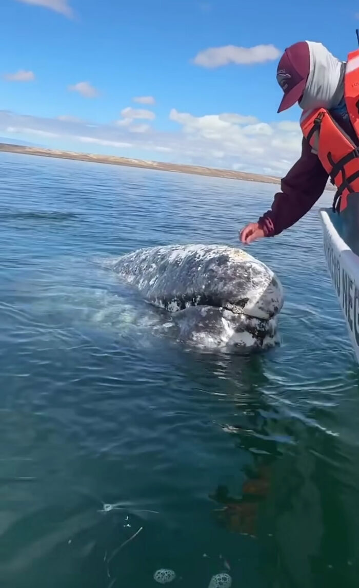 Este video capta el increíble momento en que una ballena se acerca a un barco con una inusual petición