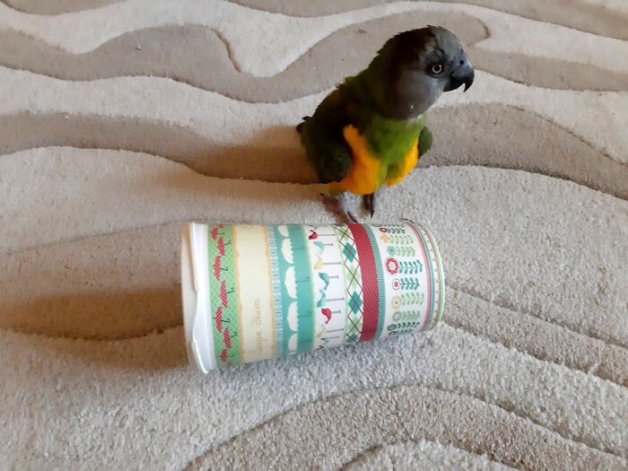 My Special Mug Is Not Mine Anymore :)) My Parrot Has Claimed It As His Toy