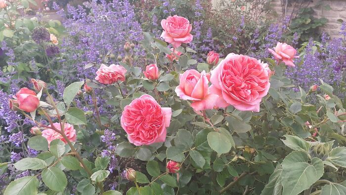 Rose 'Boscobel'. Definitely My Favourite Rose