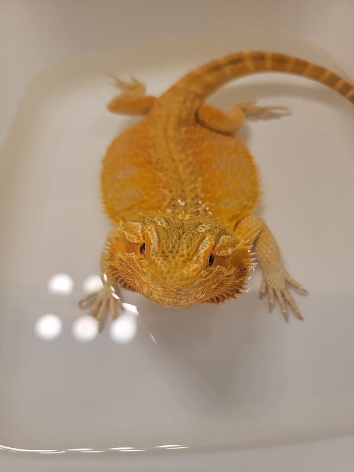 Binx Enjoying Her Bath. This Counts, Right?