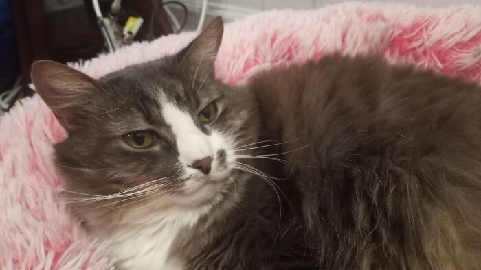 My Cat And His Fluffy Pink Bed