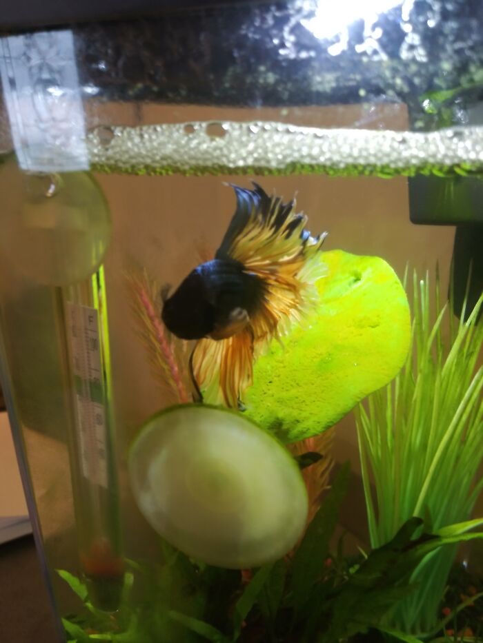 Not The Greatest Picture, But My Fish, Benny. Promise His Tank Is Usually Cleaner Than That, But It Is Heated And Filtered