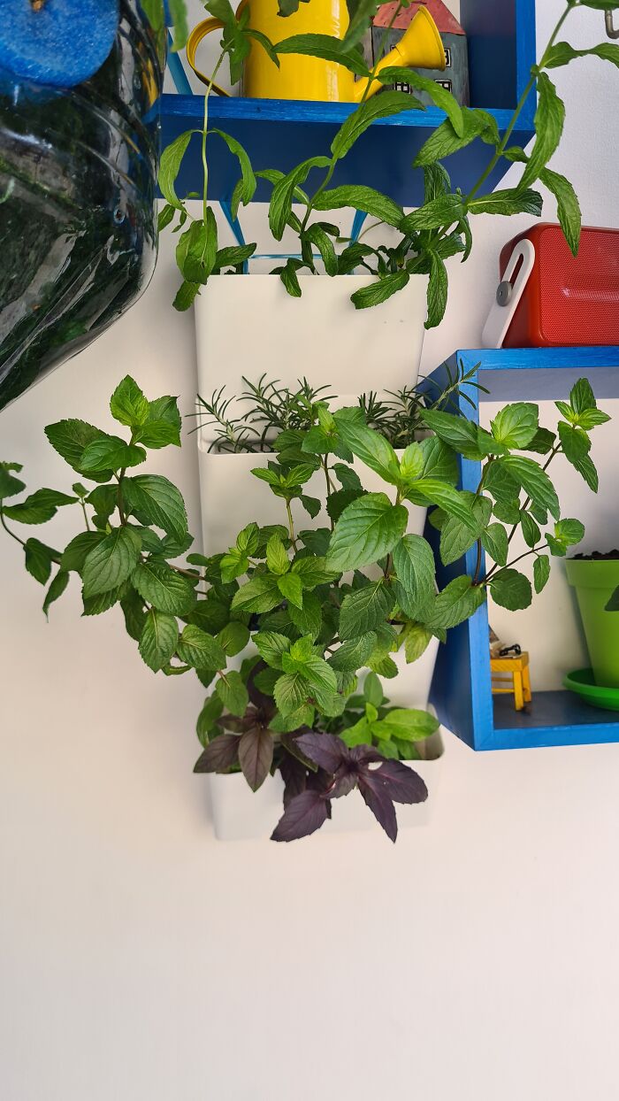 "Inka V Gradinka": My Balcony Garden That Might Inspire You To Make Your Own (14 Pics) "Inka V Gradinka": My Balcony Garden That Might Inspire You To Make Your Own (14 Pics)