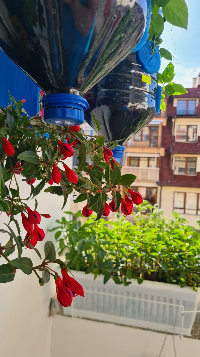 "Inka V Gradinka": My Balcony Garden That Might Inspire You To Make Your Own (14 Pics) "Inka V Gradinka": My Balcony Garden That Might Inspire You To Make Your Own (14 Pics)
